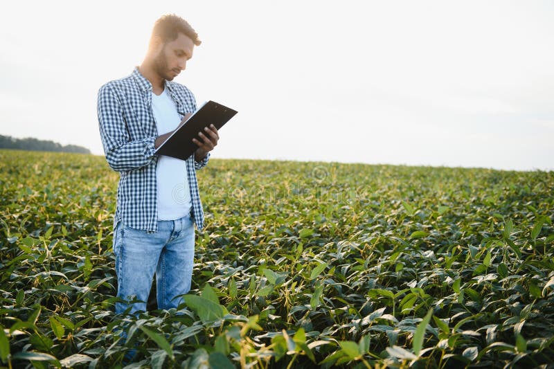 A young handsome Indian agronomist is working in a soybean field and studying the crop. A young handsome Indian agronomist is working in a soybean field and studying the crop