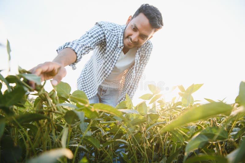 A young handsome Indian agronomist is working in a soybean field and studying the crop. A young handsome Indian agronomist is working in a soybean field and studying the crop