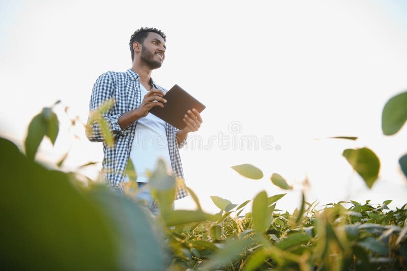 A young handsome Indian agronomist is working in a soybean field and studying the crop. A young handsome Indian agronomist is working in a soybean field and studying the crop