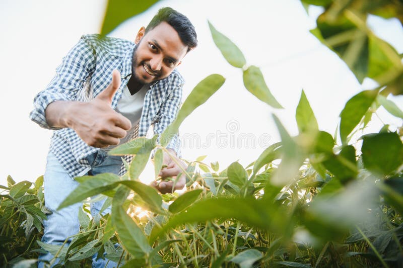 A young handsome Indian agronomist is working in a soybean field and studying the crop. A young handsome Indian agronomist is working in a soybean field and studying the crop