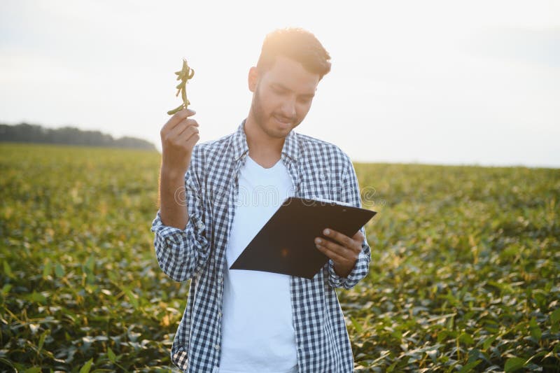 A young handsome Indian agronomist is working in a soybean field and studying the crop. A young handsome Indian agronomist is working in a soybean field and studying the crop