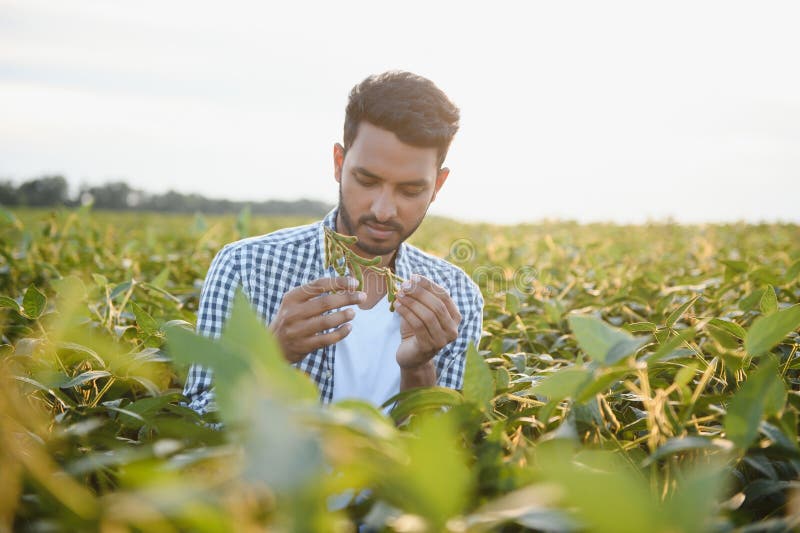 A young handsome Indian agronomist is working in a soybean field and studying the crop. A young handsome Indian agronomist is working in a soybean field and studying the crop