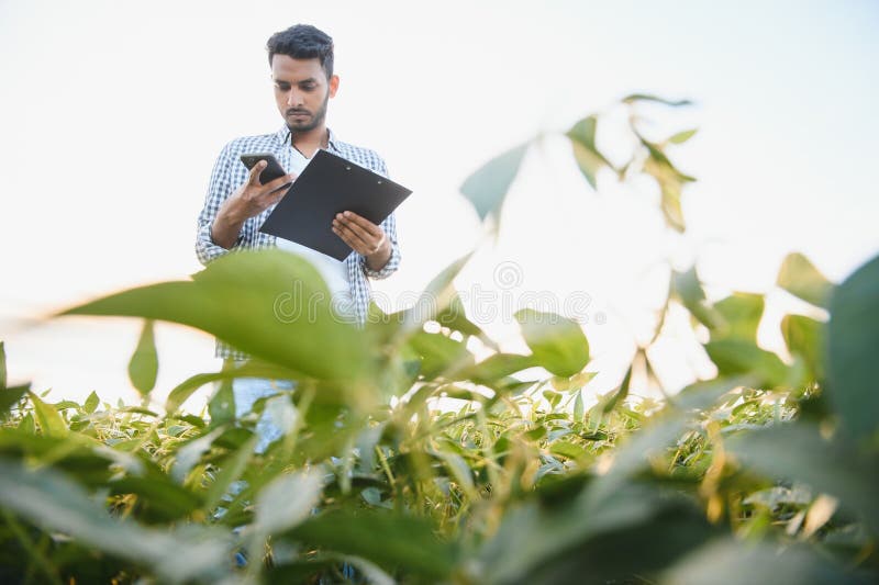 A young handsome Indian agronomist is working in a soybean field and studying the crop. A young handsome Indian agronomist is working in a soybean field and studying the crop