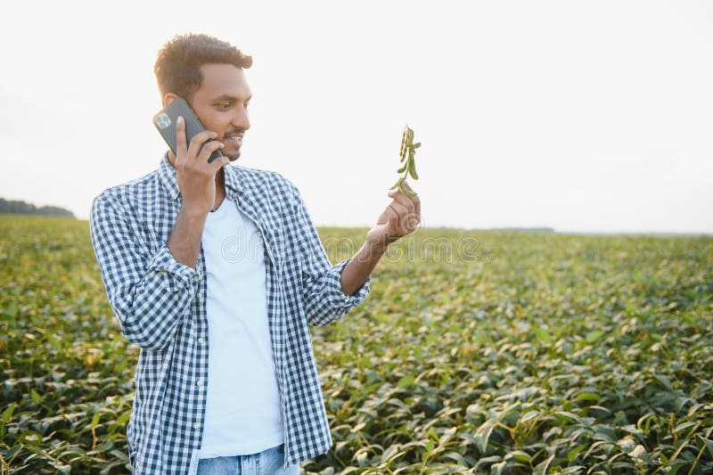 A young handsome Indian agronomist is working in a soybean field and studying the crop. A young handsome Indian agronomist is working in a soybean field and studying the crop