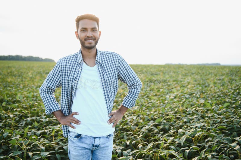 A young handsome Indian agronomist is working in a soybean field and studying the crop. A young handsome Indian agronomist is working in a soybean field and studying the crop