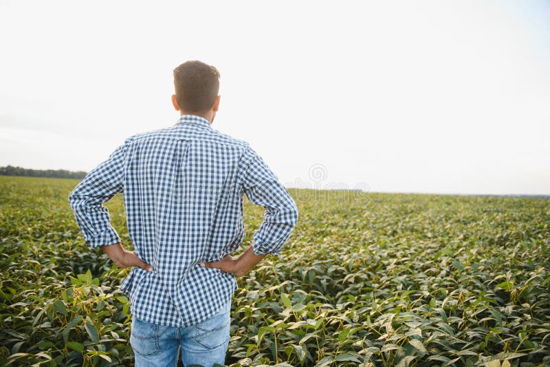 A young handsome Indian agronomist is working in a soybean field and studying the crop. A young handsome Indian agronomist is working in a soybean field and studying the crop