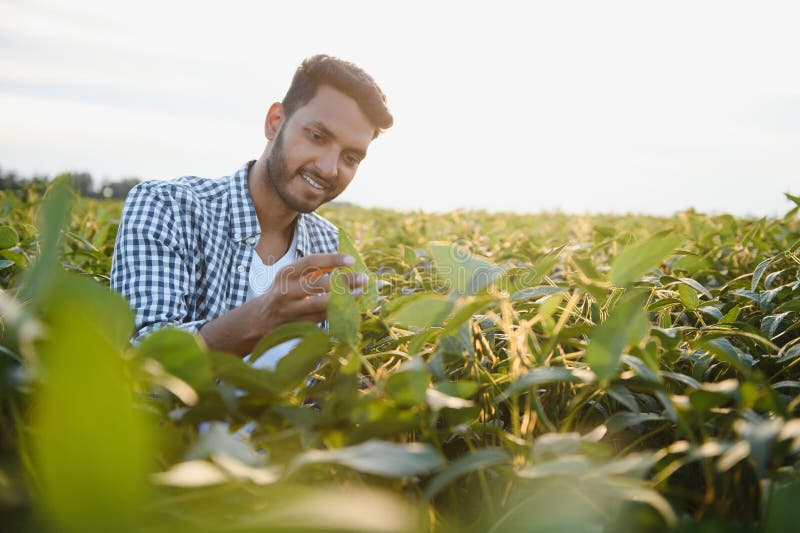 A young handsome Indian agronomist is working in a soybean field and studying the crop. A young handsome Indian agronomist is working in a soybean field and studying the crop