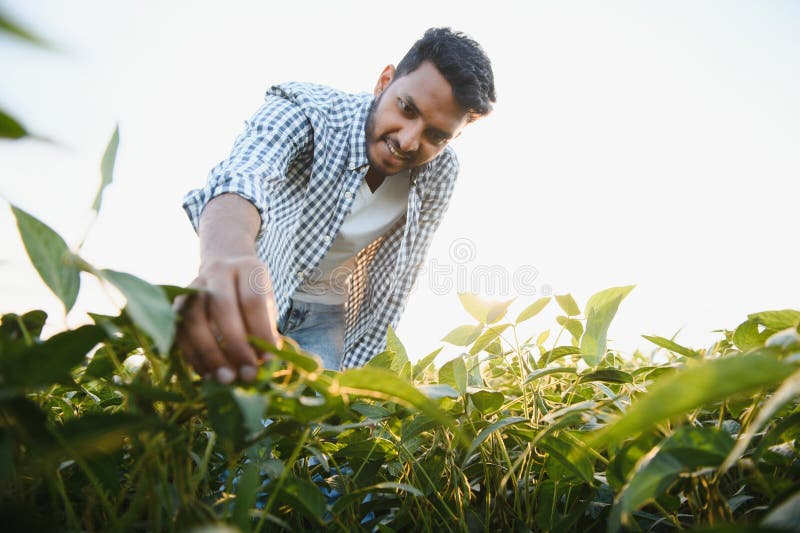 A young handsome Indian agronomist is working in a soybean field and studying the crop. A young handsome Indian agronomist is working in a soybean field and studying the crop