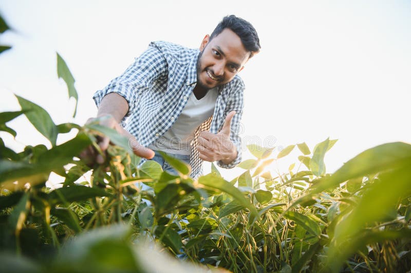 A young handsome Indian agronomist is working in a soybean field and studying the crop. A young handsome Indian agronomist is working in a soybean field and studying the crop