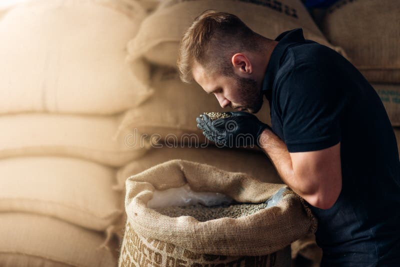Młody robotnik wąchający garść świeżych ziaren z torby na buraku w magazynie kawy