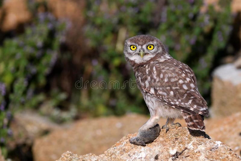 Young Little owl, Athene noctua, stands on a stone and holds a mouse in his paw. Young Little owl, Athene noctua, stands on a stone and holds a mouse in his paw.