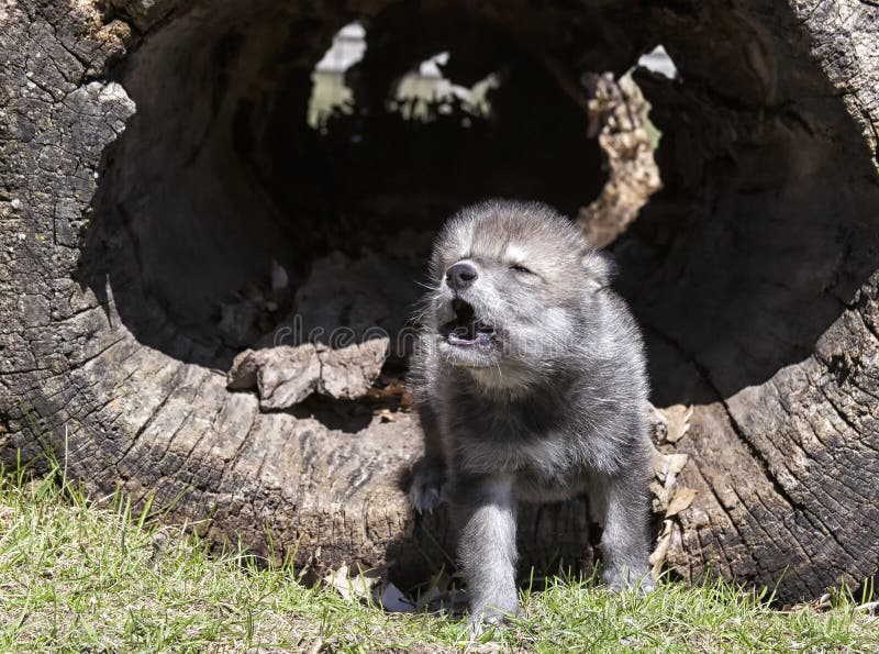 Young, baby timber wolf or gray wolf pup, howling. Springtime. Young, baby timber wolf or gray wolf pup, howling. Springtime.