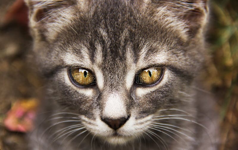 Young gray cat with beautiful eyes. Gray cat with yellow eyes. Young gray cat with beautiful eyes. Gray cat with yellow eyes.