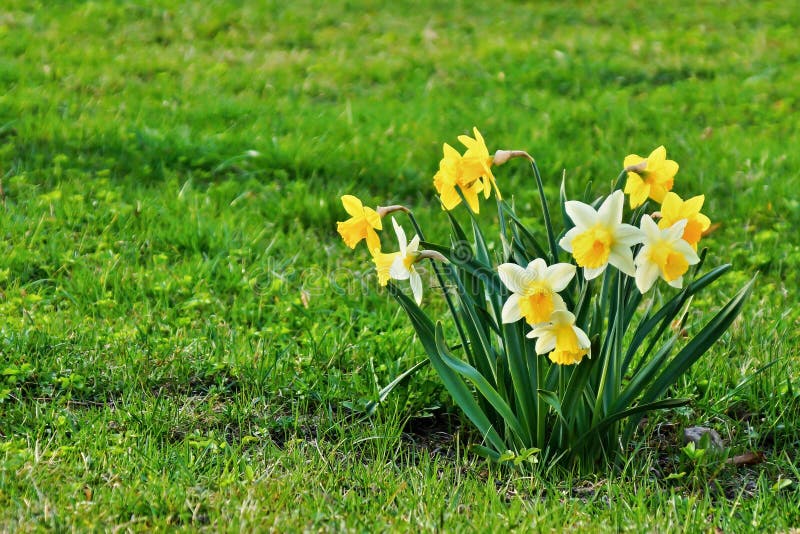 Młodzi wiosen narcissuses obrazy royalty free Młodzi wiosen narcissuses obrazy royalty free