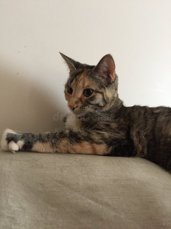Młodzieżowy Tabby tortoiseshell kot | Bursztynów oczy zdjęcie stock Młodzieżowy Tabby tortoiseshell kot | Bursztynów oczy zdjęcie stock