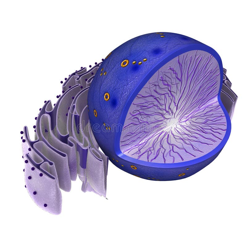 Núcleo de célula imagen de archivo. Imagen de mitocondria - 73449567
