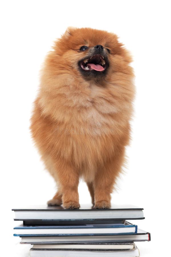 Nätt liten fluffig hund arkivfoto. Bild av angus 90160930