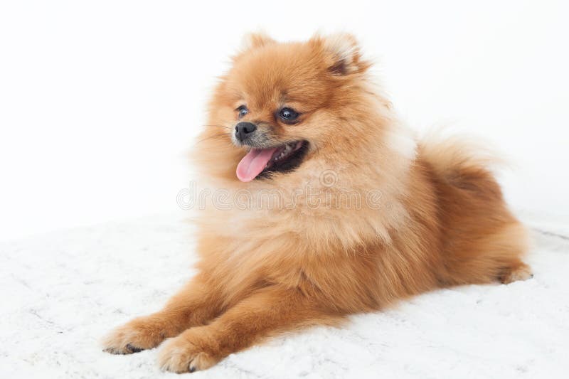 Nätt liten fluffig hund fotografering för bildbyråer. Bild av mammal