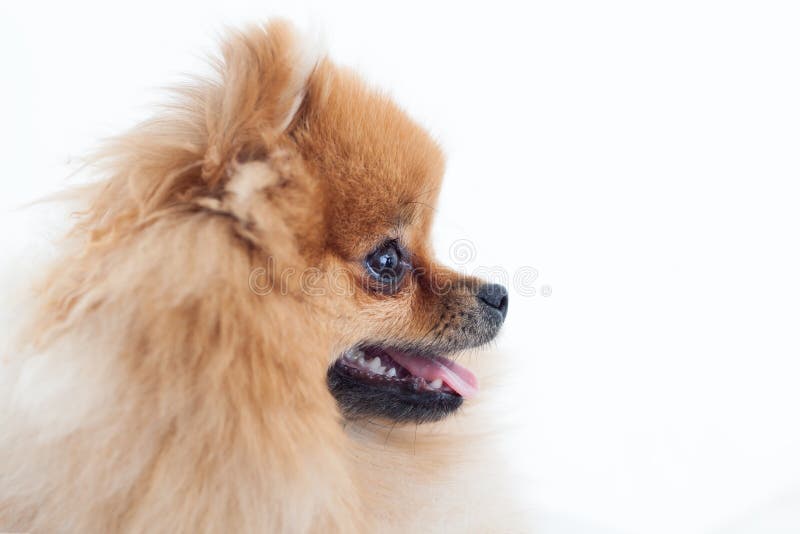 Nätt liten fluffig hund fotografering för bildbyråer. Bild av mammal