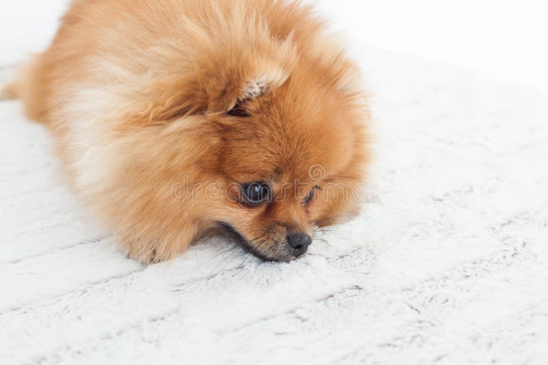 Nätt liten fluffig hund fotografering för bildbyråer. Bild av stående