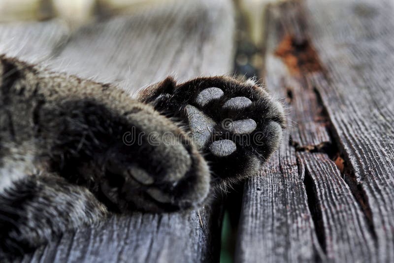 N? rbilden av katten tafsar arkivfoto