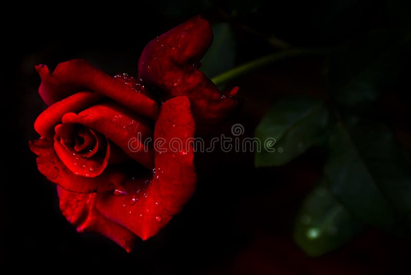 'N vermelho Rosa perfumada - chá híbrido