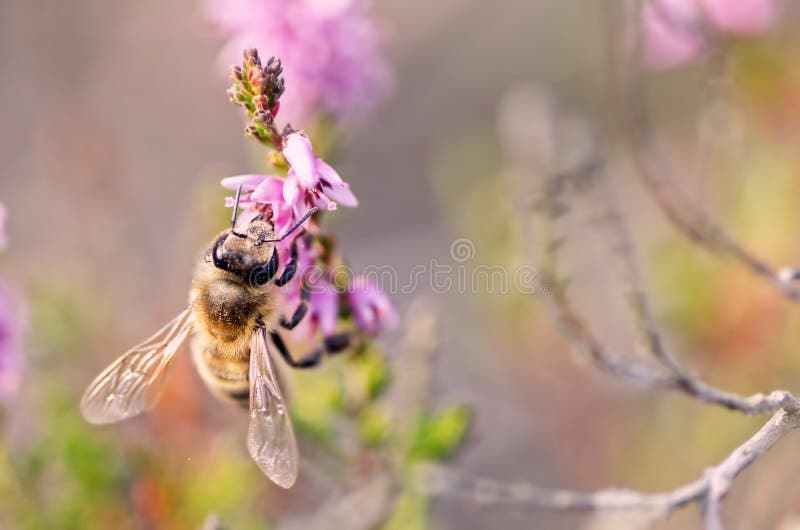 Na charneira fotografia de stock royalty free