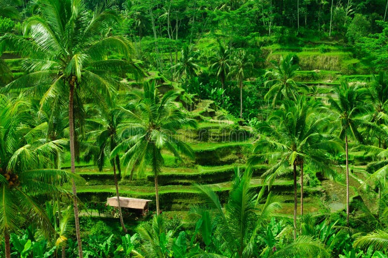 Na Bali tarasowi ryżowi pola, Indonezja obraz stock Na Bali tarasowi ryżowi pola, Indonezja obraz stock