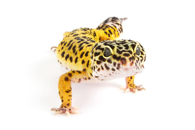 Normal Leopard gecko morph on a white background. Normal Leopard gecko morph on a white background