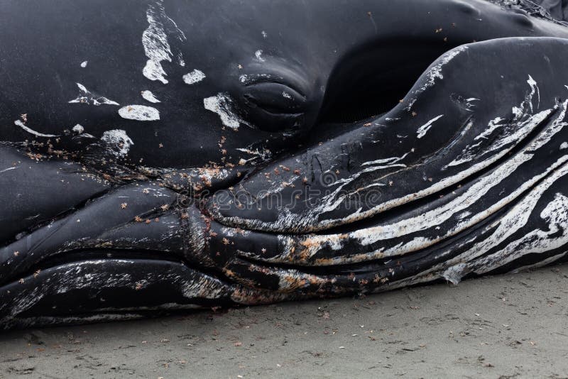 Na ląd umierający humpback nieletni obmycia wielorybi
