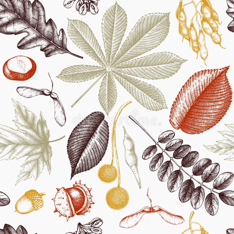 Naadloos patroon met hand getrokken bladeren en zadenillustratie Vector de herfstachtergrond Uitstekend botanisch ontwerp vector illustratie Naadloos patroon met hand getrokken bladeren en zadenillustratie Vector de herfstachtergrond Uitstekend botanisch ontwerp vector illustratie