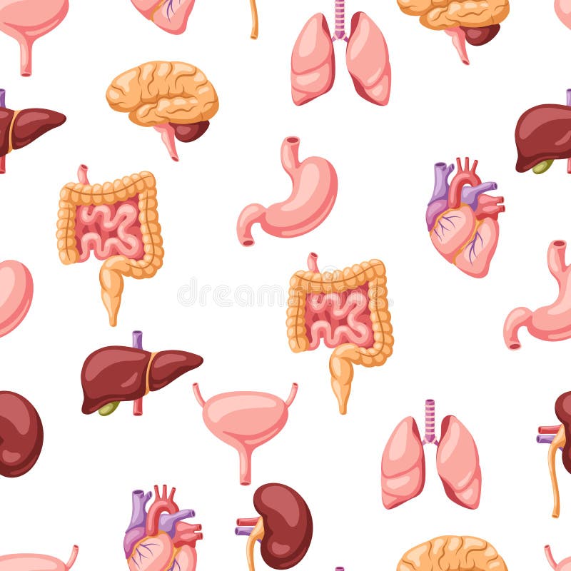 Naadloos patroon met inwendige organen. anatomie van het menselijk lichaam. gezondheidszorg en medische achtergrond.