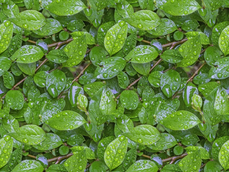 A seamless pattern texture of wet bush branch with green leaves and buds and water drops after rain in summer we see in the photo. A seamless pattern texture of wet bush branch with green leaves and buds and water drops after rain in summer we see in the photo