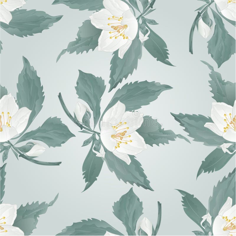 Naadloze textuurjasmijn en van de knoppenlente bloemvector royalty-vrije illustratie Naadloze textuurjasmijn en van de knoppenlente bloemvector royalty-vrije illustratie