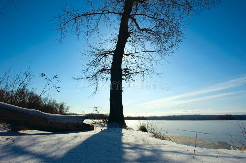 Naakte boom tegen zon in de winter royalty-vrije stock foto Naakte boom tegen zon in de winter royalty-vrije stock foto