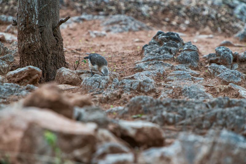 Naakte de vogel cheeked Babbelkous die insecten ter plaatse eten stock foto's Naakte de vogel cheeked Babbelkous die insecten ter plaatse eten stock foto's