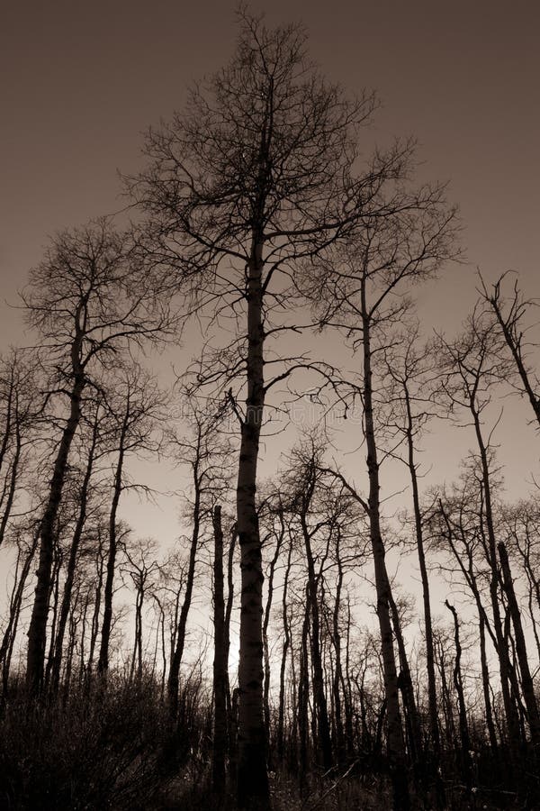 Naakte Majestueuze Berkbomen royalty-vrije stock afbeeldingen Naakte Majestueuze Berkbomen royalty-vrije stock afbeeldingen