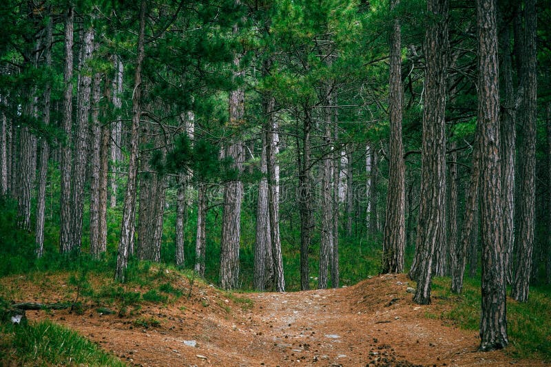 Naald diepe mooi Bos en weg royalty-vrije stock afbeelding