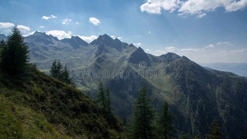 Naaldbomen die op berg groeien stock fotografie Naaldbomen die op berg groeien stock fotografie