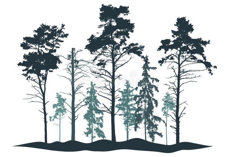 Naaldbos-silhouet. realistische bomen voor de pijnboom en de vezelboom. vectorillustratie