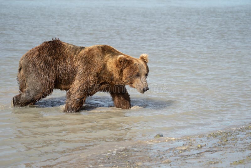 Nabrzeżny Alaska grizzly niedźwiedź brunatny wędruje wzdłuż rzeki, looki zdjęcia royalty free Nabrzeżny Alaska grizzly niedźwiedź brunatny wędruje wzdłuż rzeki, looki zdjęcia royalty free