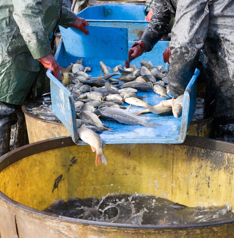 Nach heraus fischen lizenzfreie stockfotos Nach heraus fischen lizenzfreie stockfotos