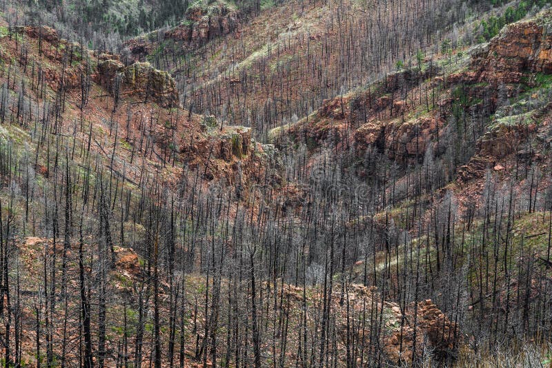 Nach Waldo Canyon Forest Fire in Colorado lizenzfreies stockbild Nach Waldo Canyon Forest Fire in Colorado lizenzfreies stockbild