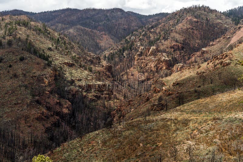 Nach Waldo Canyon Forest Fire in Colorado lizenzfreie stockfotos Nach Waldo Canyon Forest Fire in Colorado lizenzfreie stockfotos