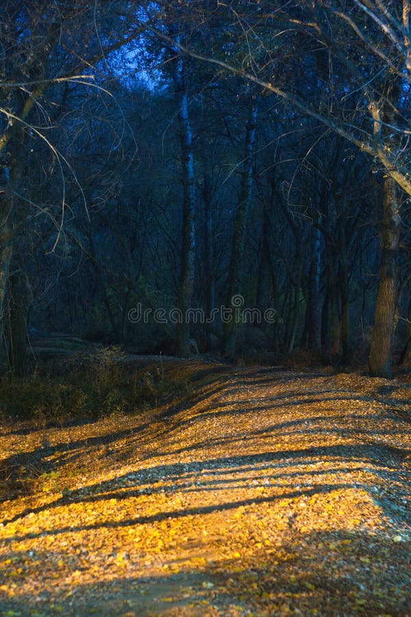 Nacht die van weg aan donker eng bos is ontsproten. stock afbeeldingen Nacht die van weg aan donker eng bos is ontsproten. stock afbeeldingen