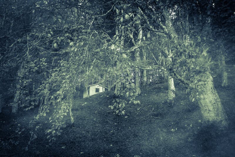 Nacht in een donker bos royalty-vrije stock foto Nacht in een donker bos royalty-vrije stock foto