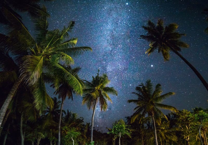 Night shot with palm trees and milky way in background, tropical warm night. Night shot with palm trees and milky way in background, tropical warm night