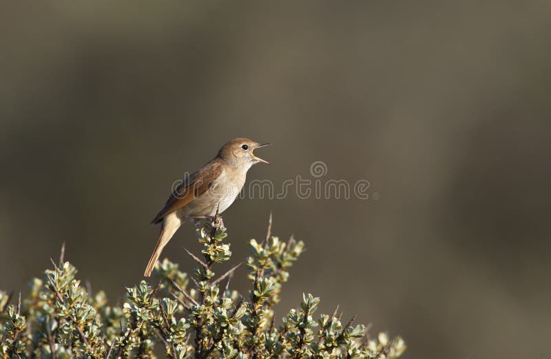 Nachtegaal zingend vanaf duindoorn; Common Nightingale singing in dunes. Nachtegaal zingend vanaf duindoorn; Common Nightingale singing in dunes