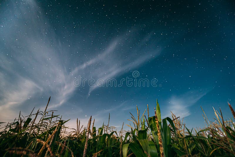 Nachtstarry Sky boven Green Maize Corn Field Plantation in Summer Agricultural Season Nachtsterren boven Cornfield in royalty-vrije stock foto Nachtstarry Sky boven Green Maize Corn Field Plantation in Summer Agricultural Season Nachtsterren boven Cornfield in royalty-vrije stock foto