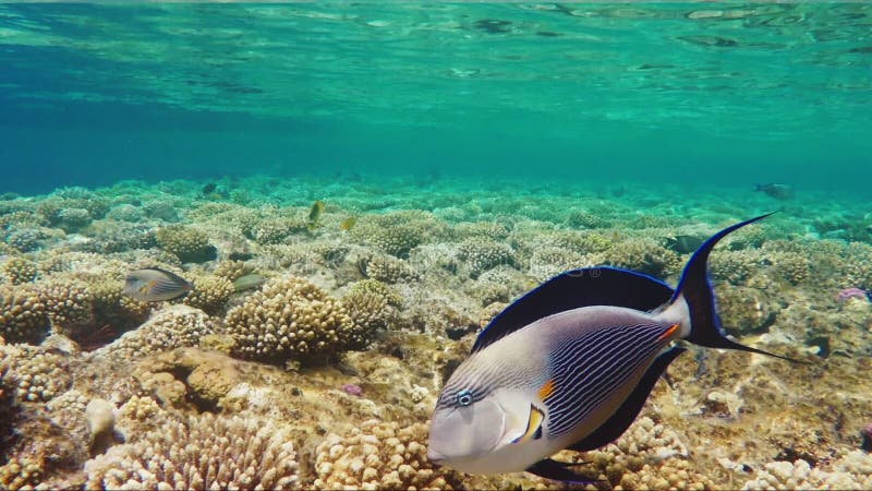 Nadada ao lado de um cirurgião surpreendente dos peixes Recreação e mergulho no mar tropical